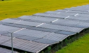 Trang trại lắp điện mặt trời có thể thu lợi nhuận một tỷ đồng mỗi ha
