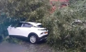 Sạt lở, cây đổ chắn ngang đèo Mimosa cửa ngõ Đà Lạt